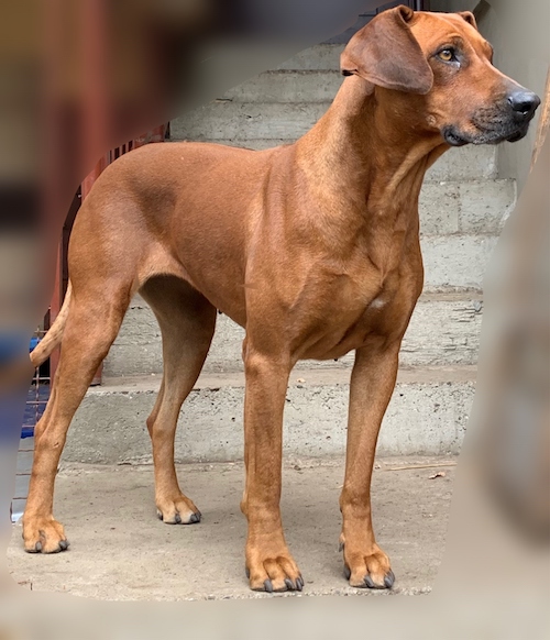 Zejak Ridgebacks UZGOJ – RODEZIJSKI RIDŽBEK