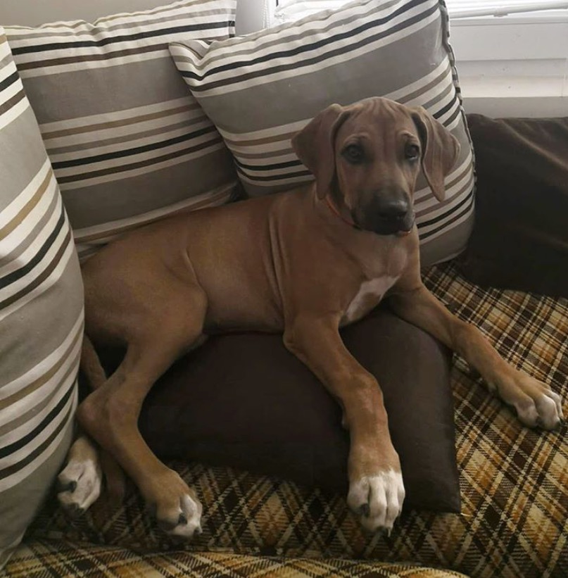 Zejak Ridgebacks UZGOJ – RODEZIJSKI RIDŽBEK